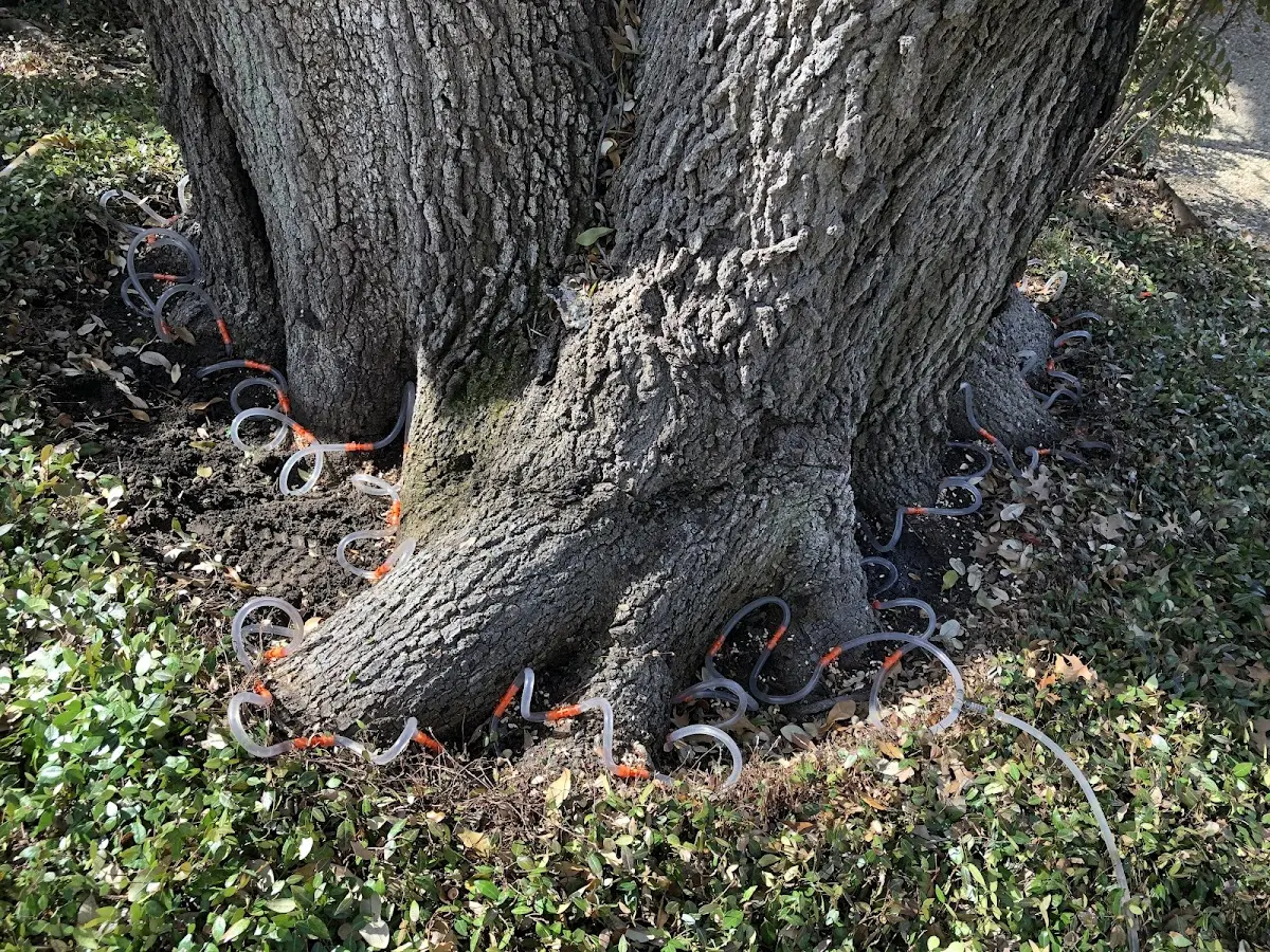 Detailed Shrub and Hedge Trimming job site in Pana