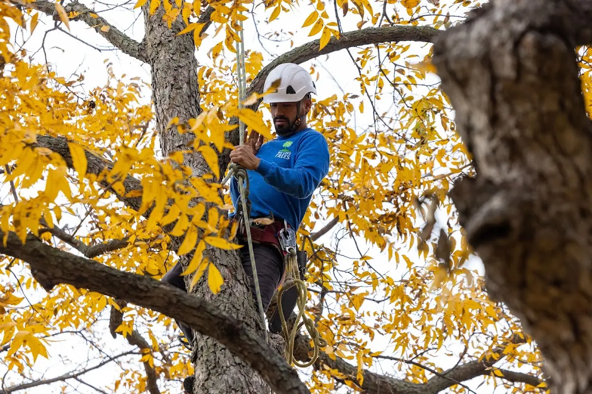 Skilled Tree Transplanting crew working in Pana